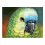 Blue Fronted Amazon Parrot Realistic Painting Postcard
