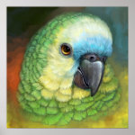 Blue Fronted Amazon Parrot Realistic Painting Poster
