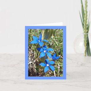 Blue Gentian Alpine Flower -- Greetings card