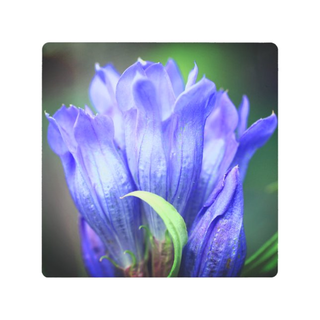 Blue Gentian Flower    Metal Print (Front)