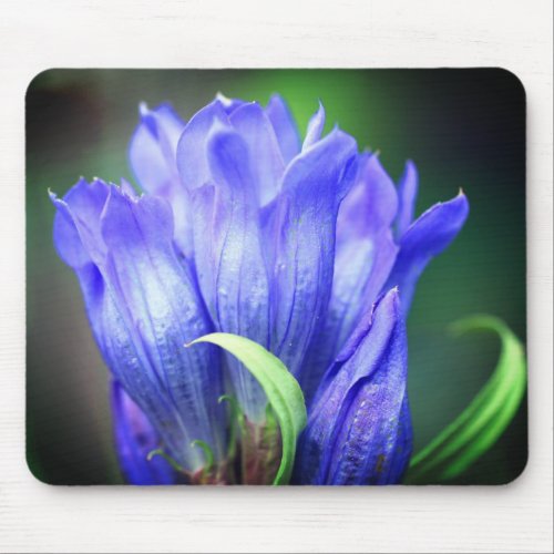 Blue Gentian Flower Mouse Pad