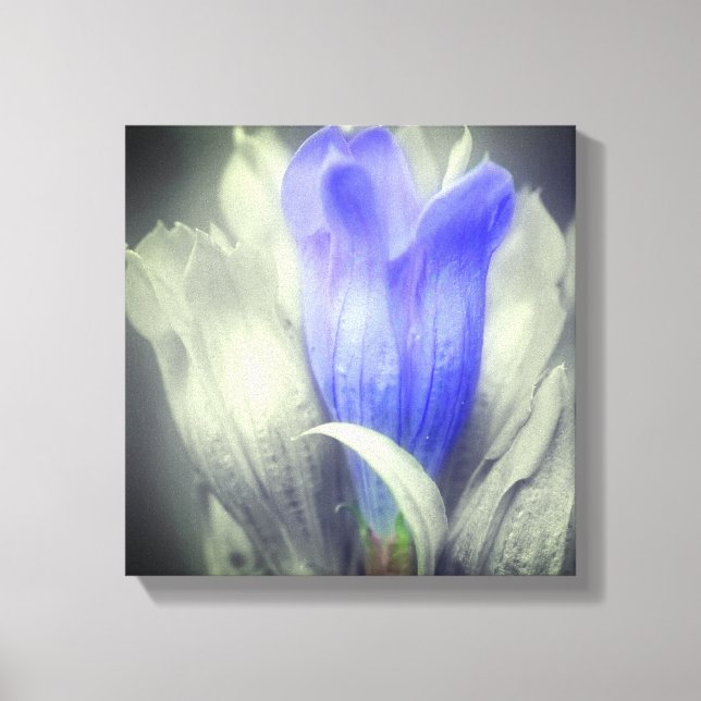 Blue Gentian Flower Partial Color   Canvas Print (Front)