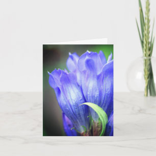 Blue Gentian Flower Photography Note Card