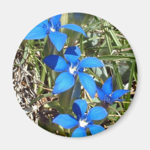 Blue gentian flowers magnet