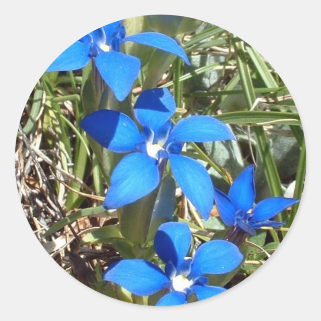 Blue gentian flowers sticker (Front)