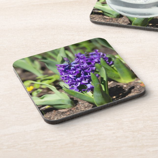 Blue Geocinth in spring  Beverage Coaster (Left Side)