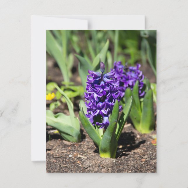 Blue Geocinth in spring     Invitation (Front)
