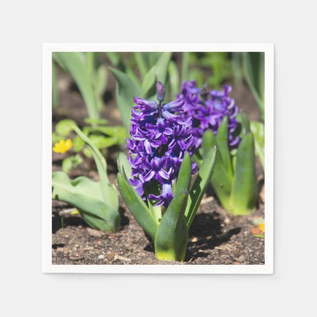 Blue Geocinth in spring    Napkins (Front)