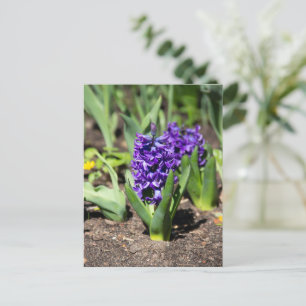 Blue Geocinth in spring Postcard