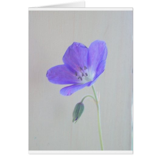 Blue Geranium Cards (Front)