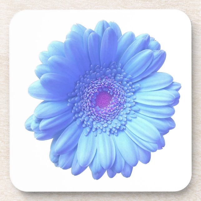 Blue gerbera daisy beverage coaster (Front)