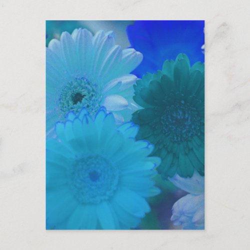 Blue Gerbera Daisy Flower Photo Art Postcard