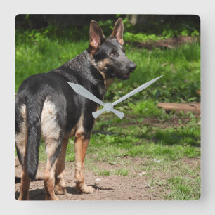 Blue German Shepherd Clock