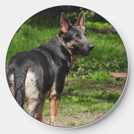 Blue German Shepherd Clock Wireless Charger (Front)