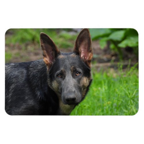 Blue German Shepherd Magnet