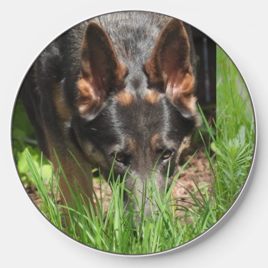 Blue German Shepherd Stare Down Wireless Charger (Front)