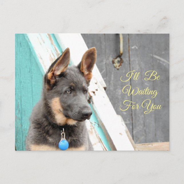 Blue German Shepherd Waiting For You Postcard (Front)
