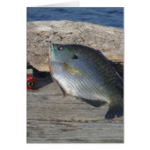 Blue Gill on the Dock (Front)