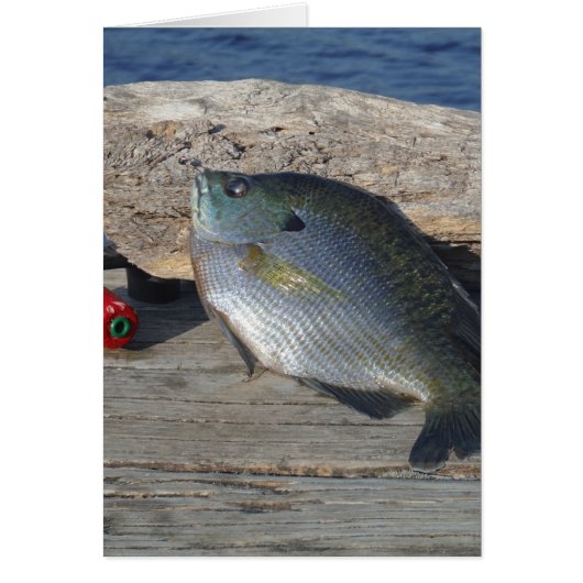 Blue Gill on the Dock Cards (Front)