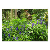 Blue Ginger (Front Horizontal)