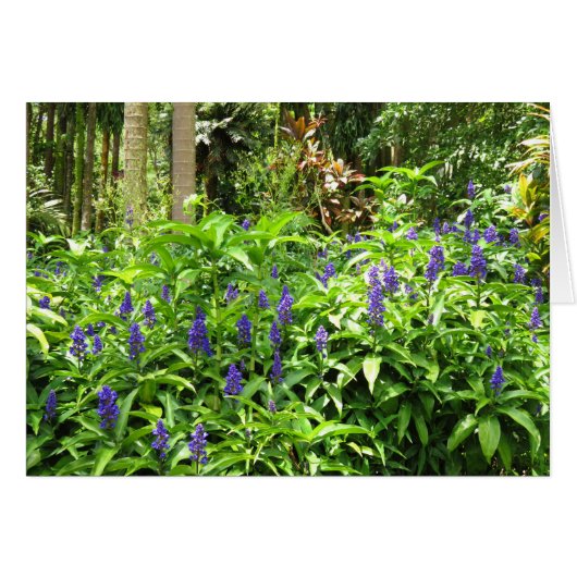 Blue Ginger Cards (Front Horizontal)