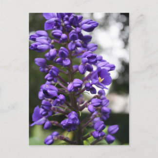 blue ginger postcard