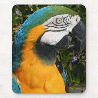 Blue & Gold Macaw Mousepad