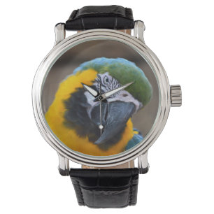 blue gold parrot macaw head tilted watch