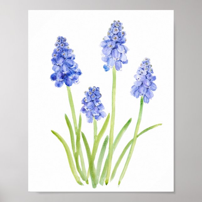 blue grape hyacinth watercolor 2023 poster (Front)