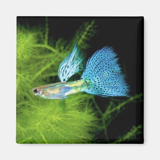 Blue Grass Guppy Magnet (Front)