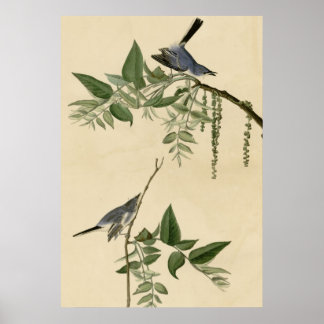 Blue Gray Flycatcher Poster