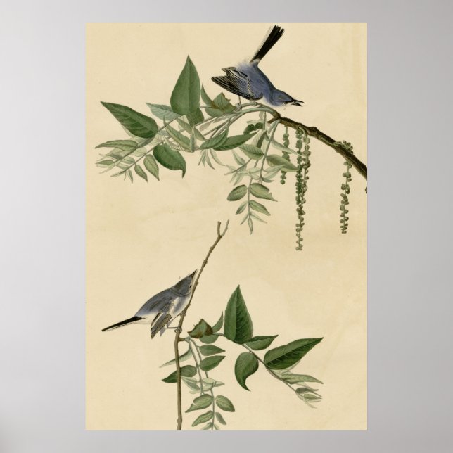 Blue Gray Flycatcher Poster (Front)