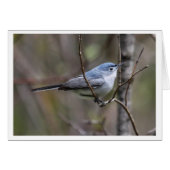 Blue-gray Gnatcatcher (Front Horizontal)