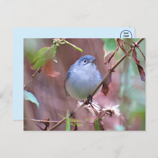 Blue-Gray Gnatcatcher Backyard Bird Postcard (Front/Back)