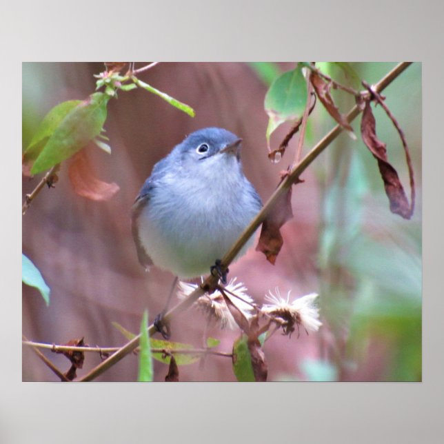 Blue-Gray Gnatcatcher Backyard Bird Poster (Front)