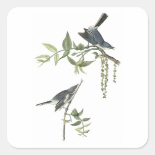 Blue-gray Gnatcatcher by Audubon Square Sticker