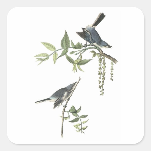 Blue-gray Gnatcatcher by Audubon Square Sticker (Front)