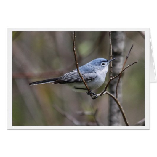 Blue-gray Gnatcatcher Cards (Front Horizontal)