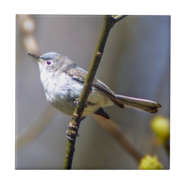 Blue-Gray Gnatcatcher Ceramic Photo Tile (Front)