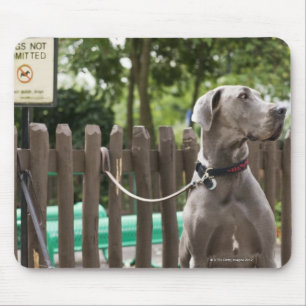 Blue Great Dane and pug dogs on leashes Mouse Pad