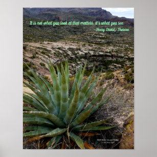 Blue Green Agave Plant in Desert Mountains Arizona Poster