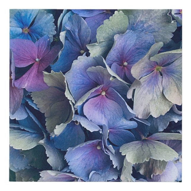 Blue Green Hydrangea Flower Petals  Faux Canvas Print (Front)