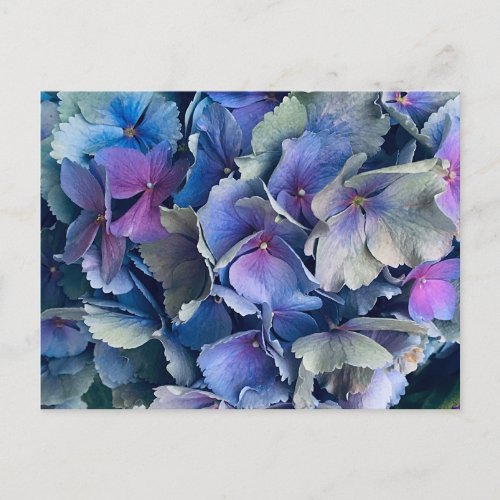 Blue Green Hydrangea Flower Petals  Postcard