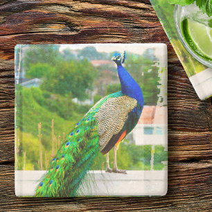 Blue green peacock bird photo beautiful colorful stone coaster