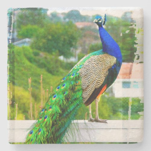 Blue green peacock bird photo beautiful colorful stone coaster