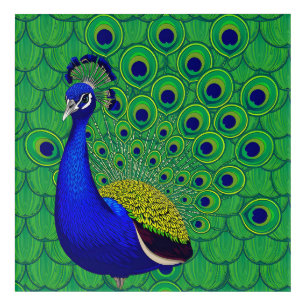 Blue- green yellow peacock Wallpaper Acrylic Print