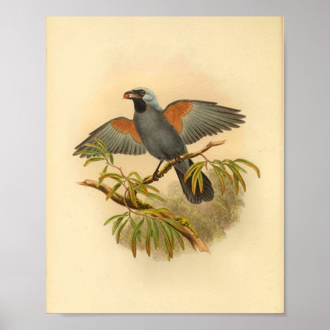 Blue Grey Campephaga Cuckoo Bird Vintage Print (Front)