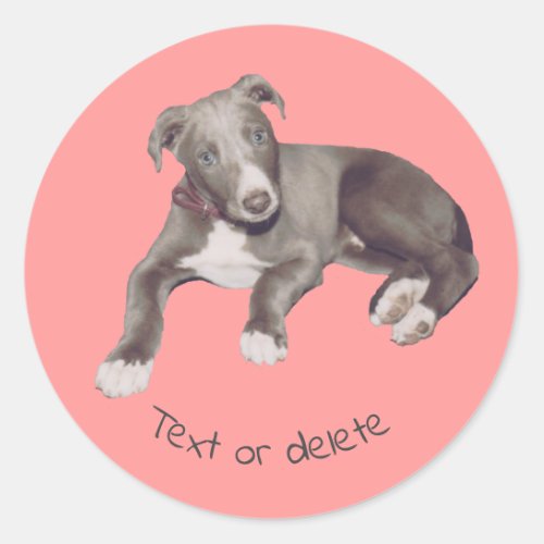 Blue Greyhound Puppy Personalized Classic Round Sticker