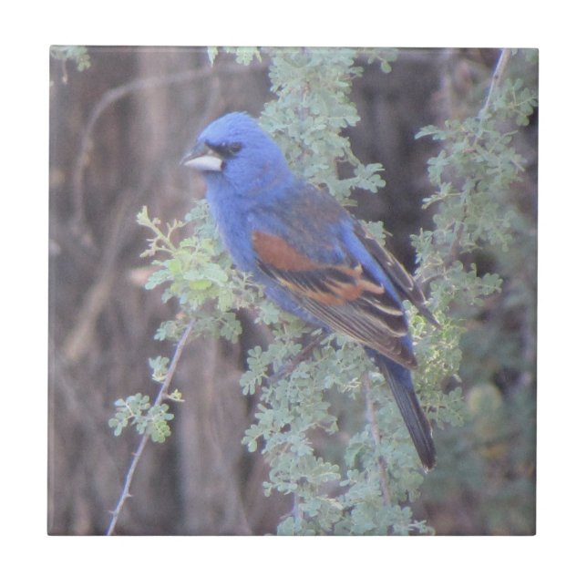 Blue Grosbeak Ceramic Tile (Front)