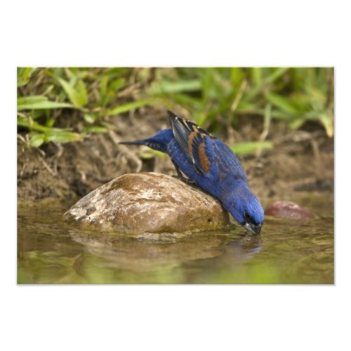 Blue Grosbeak drinking at backyard pond Photo Print